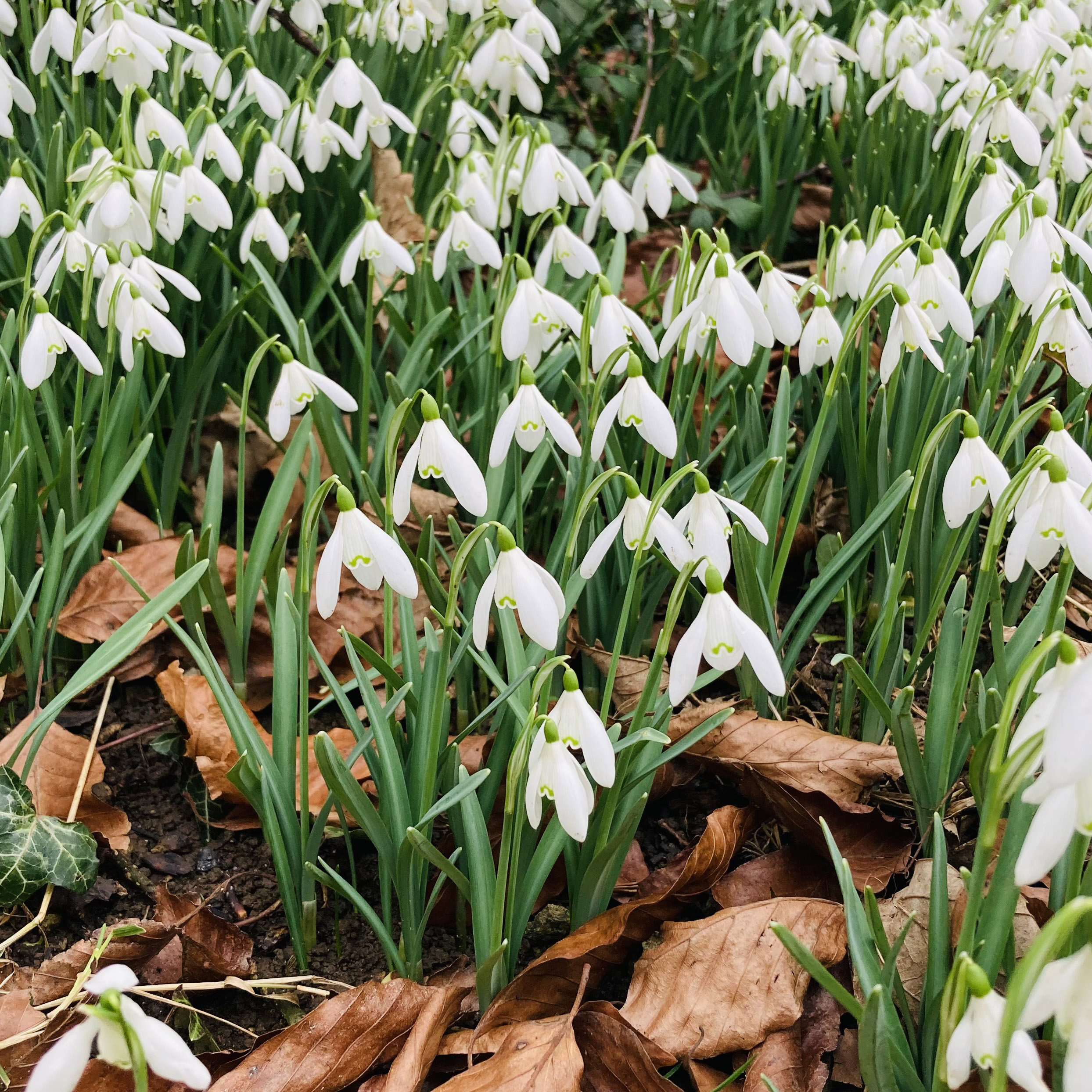 snowdrops