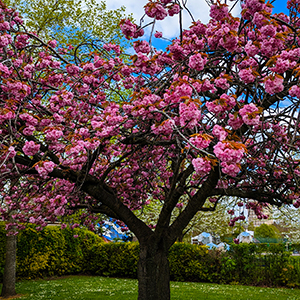 April Blossom